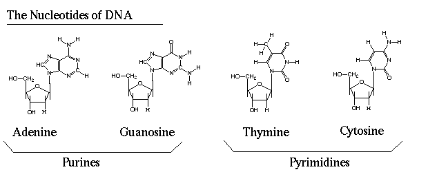 thymine nucleotide